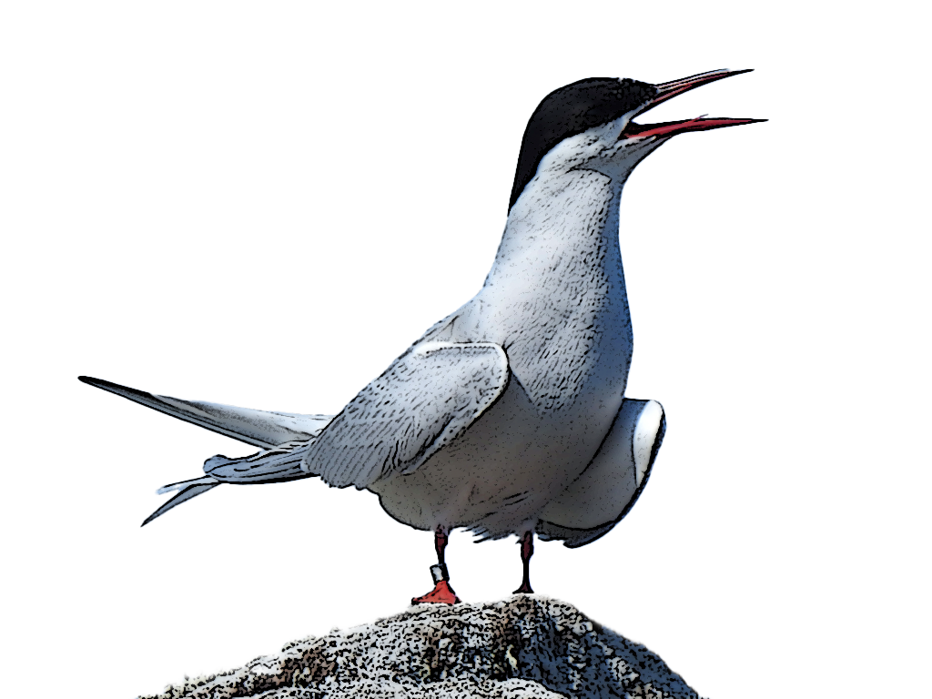 Arctic Tern Social bird